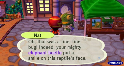 Nat: Oh, that was a fine, fine bug! Indeed, your mighty elephant beetle put a smile on this reptile's face.