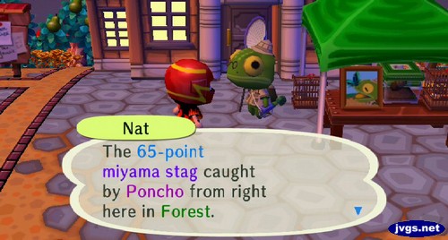 Nat: The 65-point miyama stag caught by Poncho from right here in Forest.