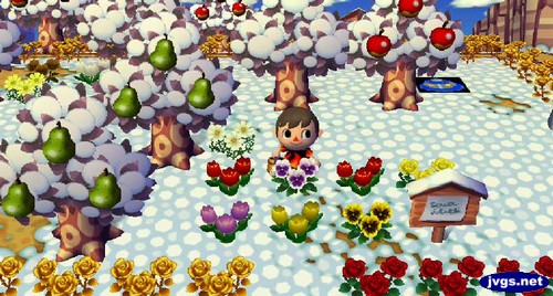 A new purple tulip blooms in winter.