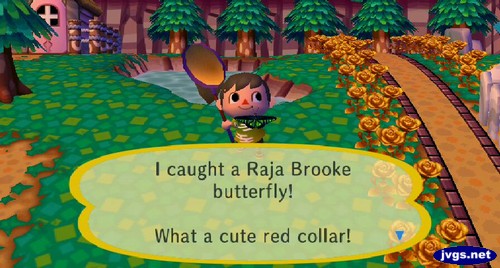 I caught a Raja Brooke butterfly! What a cute red collar!