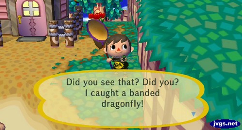 Did you see that? Did you? I caught a banded dragonfly!