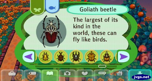 Goliath beetle: The largest of its kind in the world, these can fly like birds.