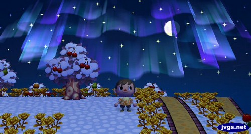 The northern lights shine in the sky above Forest.