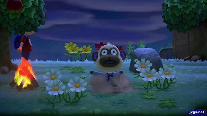 Deli falls into a pitfall in Animal Crossing: New Horizons.