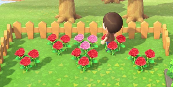 Pink roses in Jeff's flower garden.