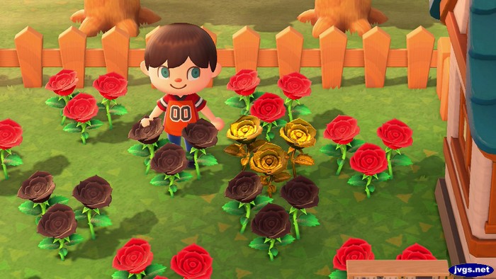 My first gold rose in Animal Crossing: New Horizons.