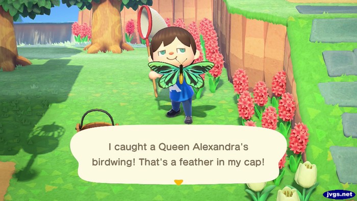 I caught a Queen Alexandra's birdwing! That's a feather in my cap!