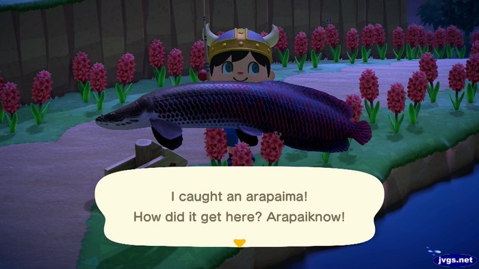 I caught an arapaima! How did it get here? Arapaiknow!