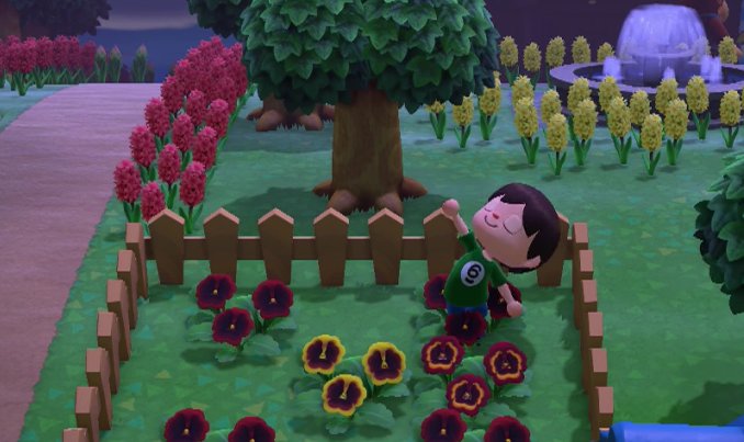 My first orange pansy in Animal Crossing: New Horizons.