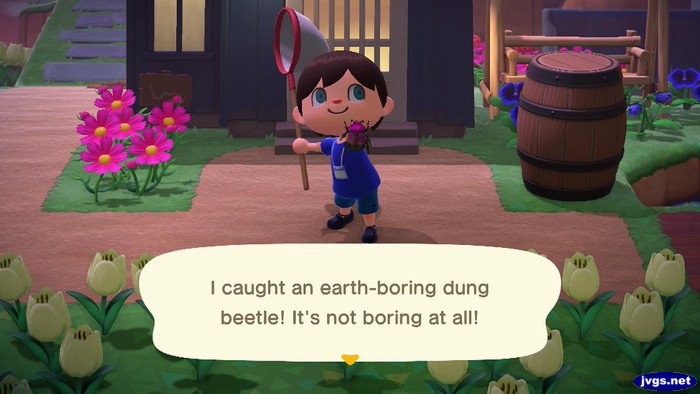 I caught an earth-boring dung beetle! It's not boring at all!