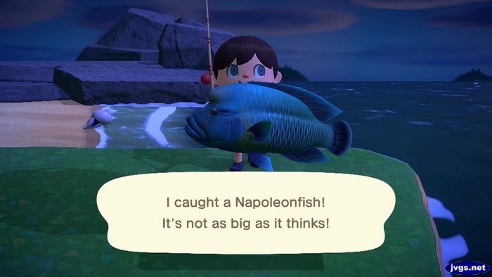 I caught a Napoleonfish! It's not as big as it thinks!