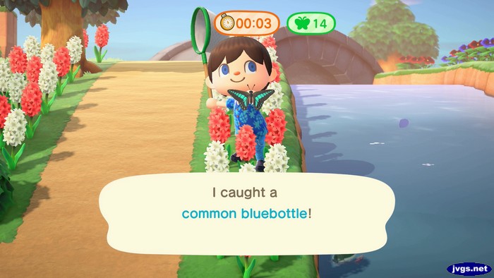 I caught a common bluebottle!