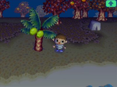 My first coconut tree, all grown up.