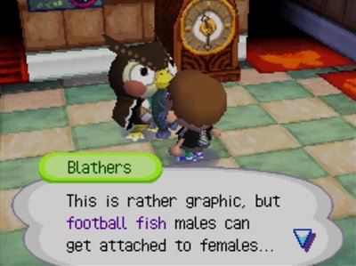 Blathers: This is rather graphic, but football fish males can get attached to females...