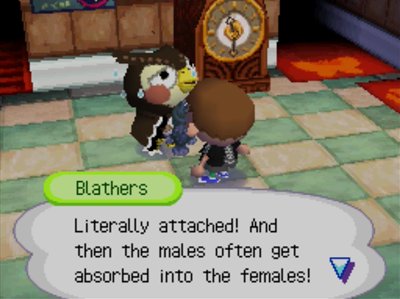 Blathers: Literally attached! And then the males often get absorbed into the females!