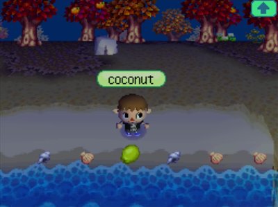 Finding a coconut washed up on the beach.