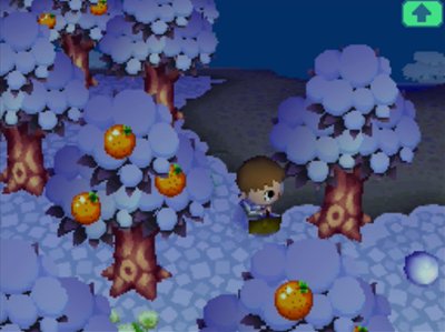 Snow covers the winter ground and trees, as I walk towards a snowball.