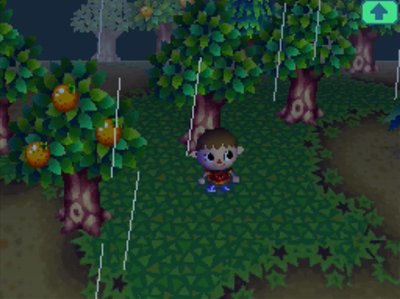 Rain falls in Forest at night.