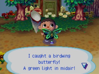 I caught a birdwing butterfly! A green light in midair!