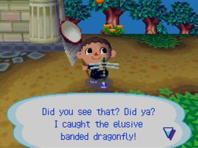 Did you see that? Did ya? I caught the elusive banded dragonfly!