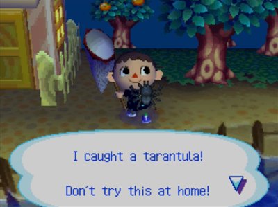 I caught a tarantula! Don't try this at home!