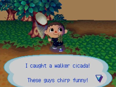 I caught a walker cicada! These guys chirp funny!