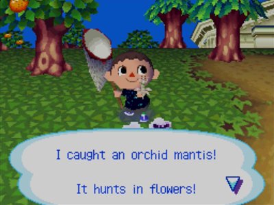 I caught an orchid mantis! It hunts in flowers!