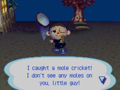 I caught a mole cricket! I don't see any moles on you, little guy!