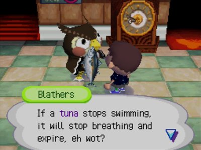 Blathers: If a tuna stops swimming, it will stop breathing and expire, eh wot?