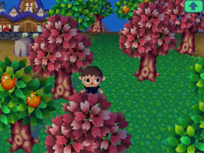 Pink trees around town.