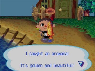 I caught an arowana! It's golden and beautiful!