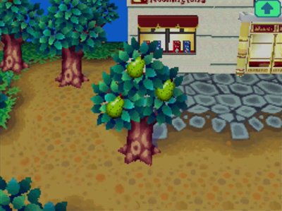 The pear tree in Forest. How exciting.