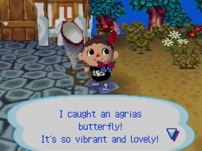 I caught an agrias butterfly! It's so vibrant and lovely!