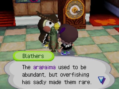 Blathers: The arapaima used to be abundant, but overfishing has sadly made them rare.