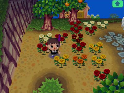 Orange roses in my flower garden.