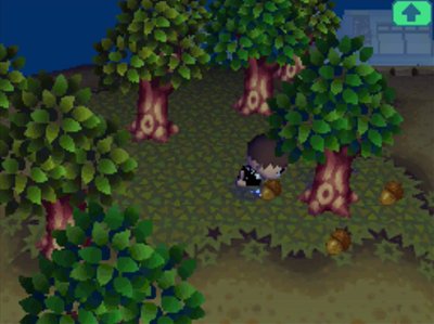 Picking up acorns in Animal Crossing: Wild World.