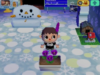 Purple pansies in my house.