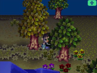 Purple pansies behind my house.