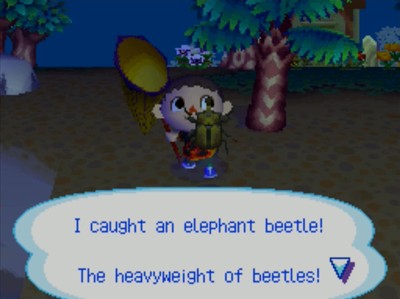 I caught an elephant beetle! The heavyweight of beetles!
