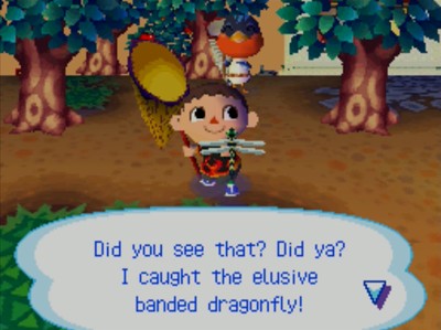 Did you see that? Did ya? I caught the elusive banded dragonfly!