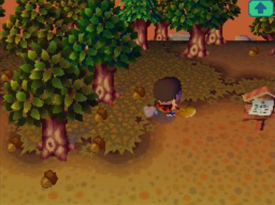 Acorns all over the ground in Forest.