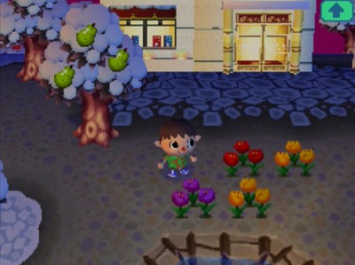 Some tulips near Nookington's, including a hybrid purple tulip!