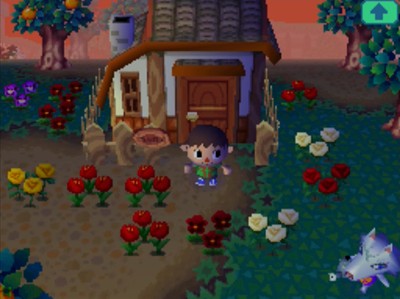 Whitney's flower garden, with some purple pansies.