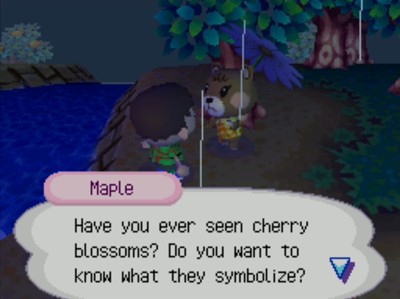 Maple: Have you ever seen cherry blossoms? Do you want to know what they symbolize?