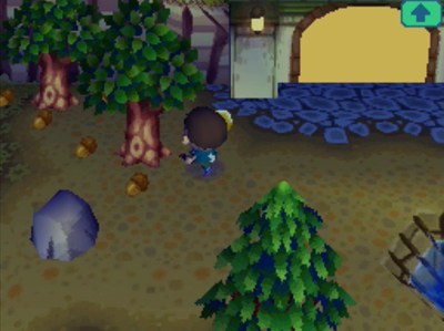 Acorns scattered on the ground, near trees.