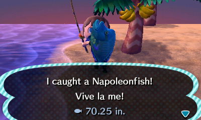 I caught a Napoleonfish! ACNL