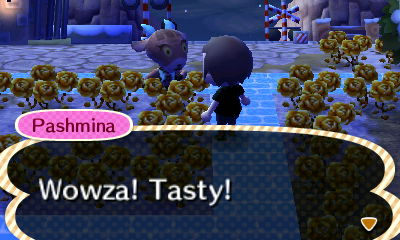 Pashmina loves the cherry I gave her.