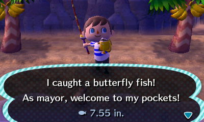 I caught a butterfly fish! As mayor, welcome to my pockets!