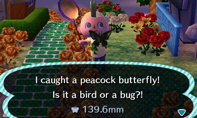 I caught a peacock butterfly! Is it a bird or a bug?!