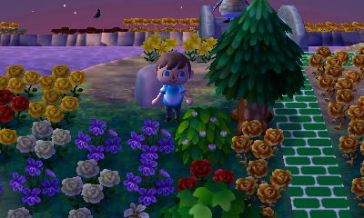 Flowers blooming on my bush.